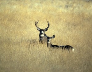 mule-deer-342500_640