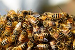honey-bees-326334_150