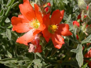 Sphaeralcea coccinea