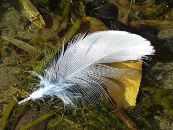 feather