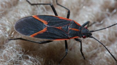 box-elder-bug