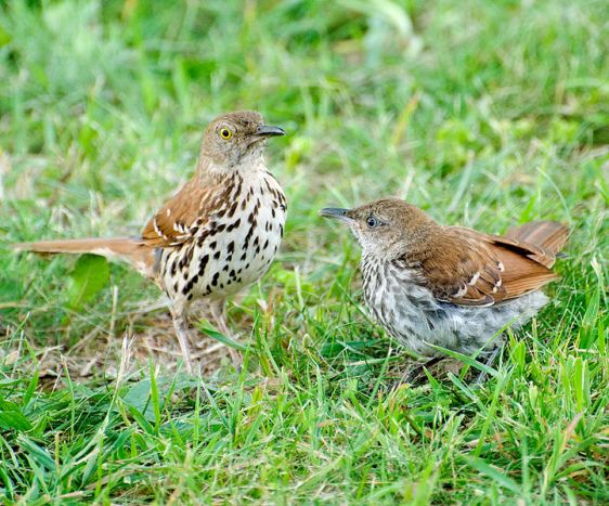 722px-Toxostoma_rufum_-Virginia,_USA_-adult_and_juvenile-8