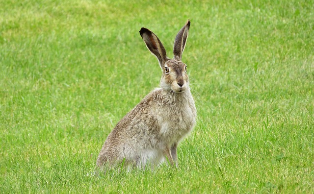 rabbit-2414359_640.jpg