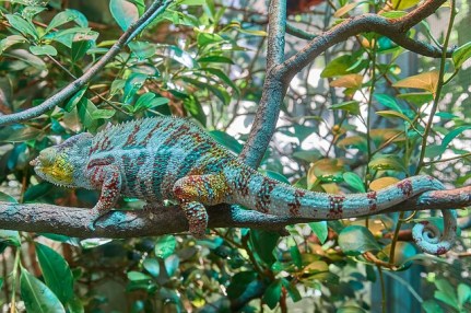 chameleon-2645503_640