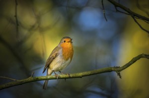 robin-3843972_640