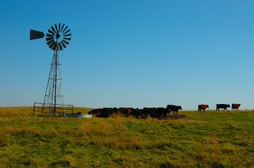 cattle-1712970_640