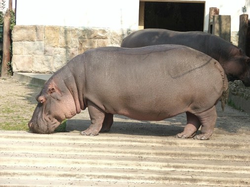 hippopotamus-1796313_640