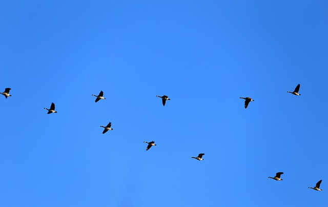 geese-580363_640
