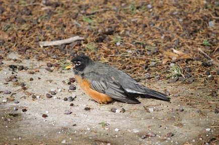 turdus-migratorius-875983_640