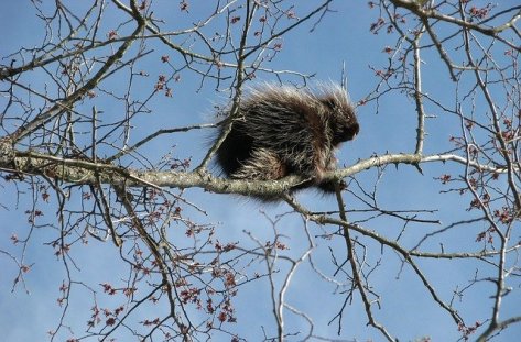 canada-porcupine-1554951_640